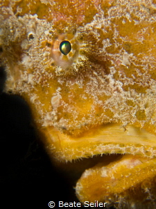 Frog face by Beate Seiler 